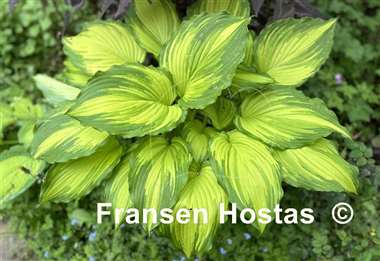 Hosta Amalia